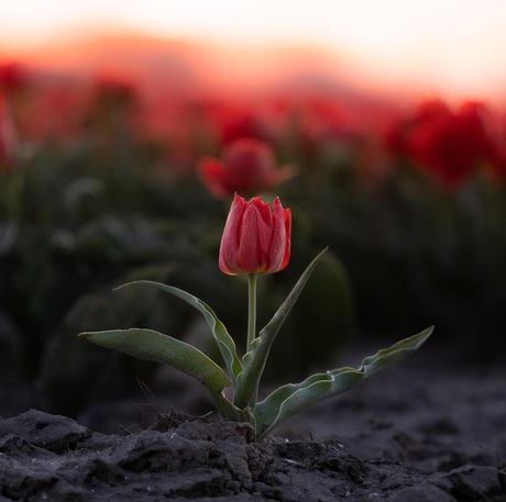 Why fit in when you are born to stand out. ♡ Tulp Portret.