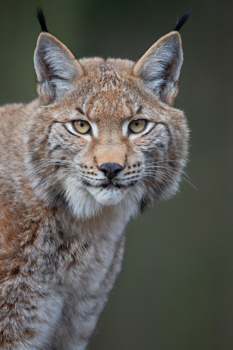 Eurasian lynx portrait