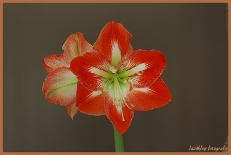 amaryllis