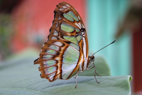 Butterfly in green 