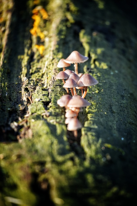 Rijtje paddestoelen 