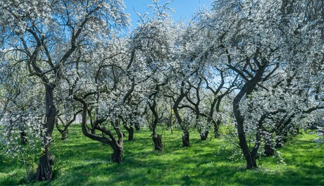 Bloesem in de Betuwe
