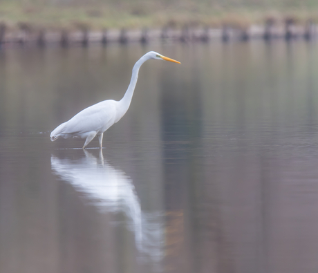 De witte geest