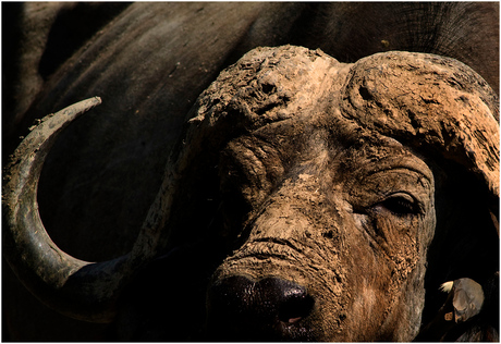 Portret van een Buffel ( Lake Nakuru ) Kenia.