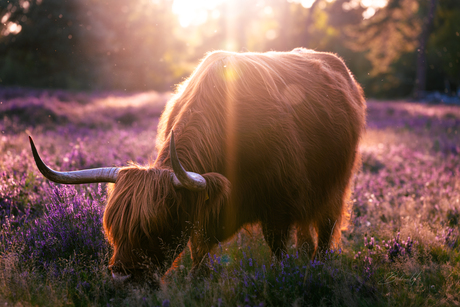 Wachter van de heide