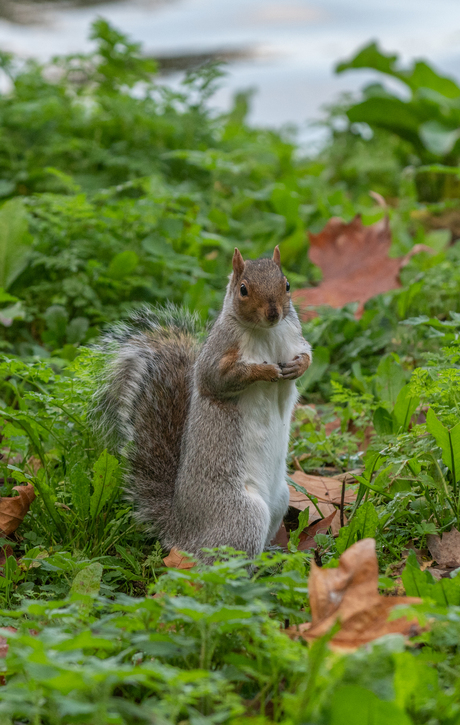 Londen - St. James Park