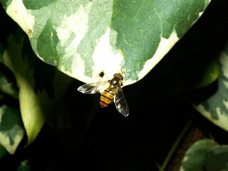 natuur in de tuin