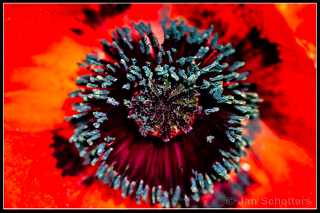 Papaver