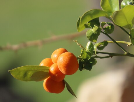 het is geen sinaasappel boom