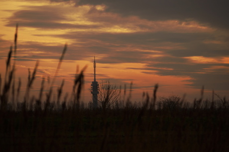 through the reeds