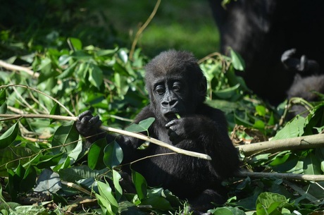 Baby chimpansee