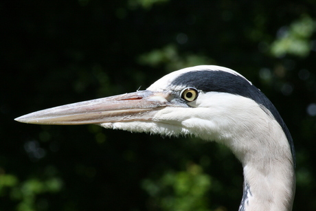 REIGER