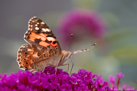 Distelvlinder op vlinderstruik