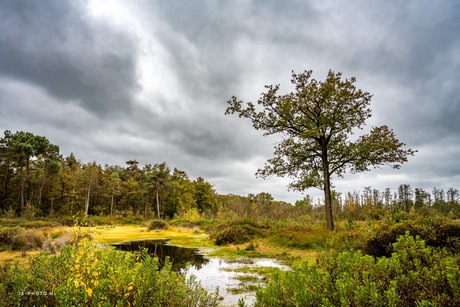 Gooren en Krochten Bos