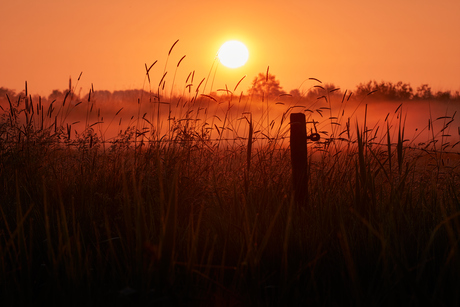 Foggy sunrise