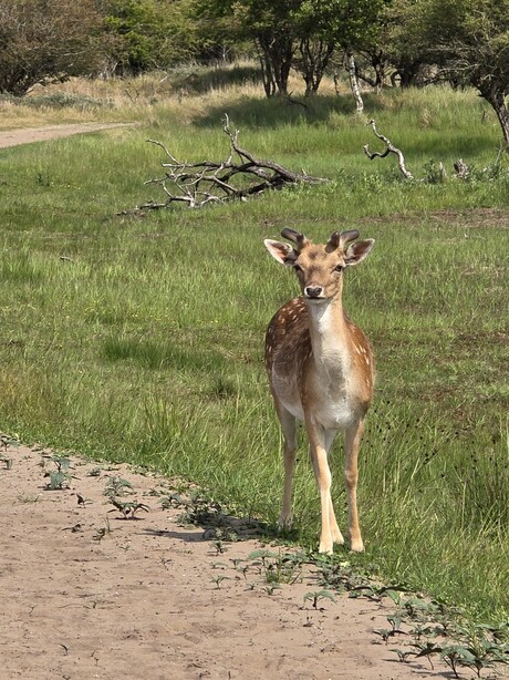Damhert in AWD