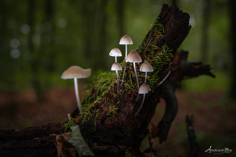 Paddenstoelen lampjes