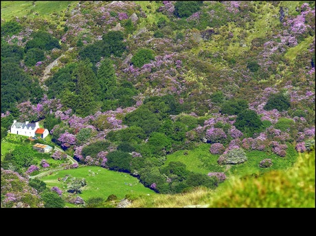 Rhododendron Ierland