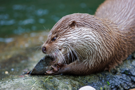 Hongerige otter
