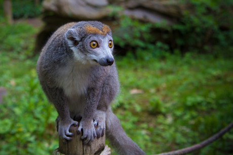 Lemur look