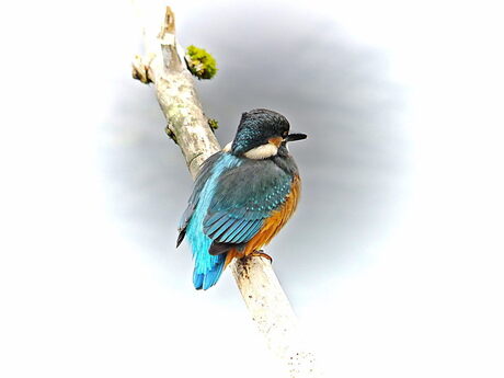 Alcedo Athis King fisher