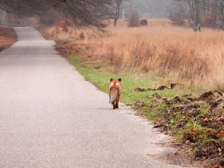 the lone wanderer