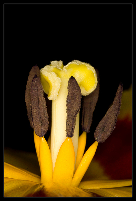 Tullip, Macro - - - foto door andries81 op 26-01-2010