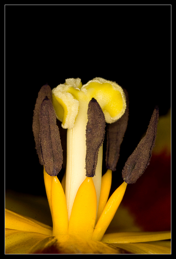 Tullip, Macro - - - foto door andries81 op 26-01-2010