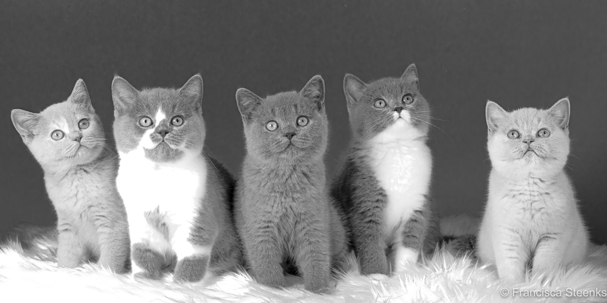 Brits Korthaar kittens - weken oud - foto van Steenks - Dieren