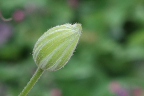 knop van de Passiebloem