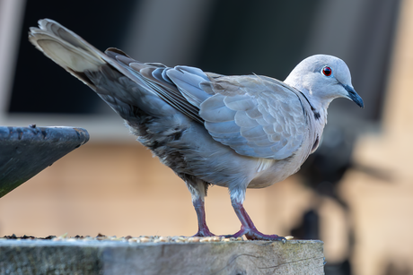 Zo ik heb mijn buik weer vol....
