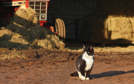 Chat de ferme.