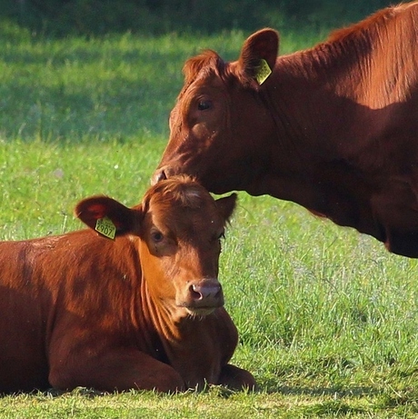 Tendresse.