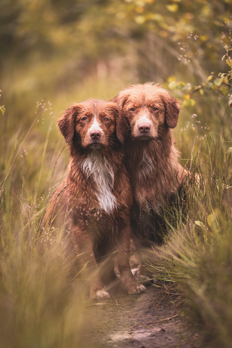 Toller Sisters