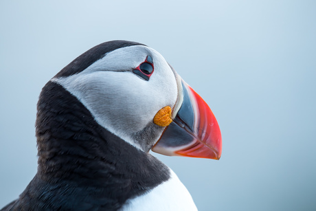 Kopportret Artic Puffin