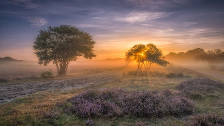 ‘s Morgens op de heide