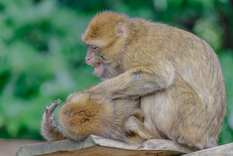 heerlijk gevlooid te worden