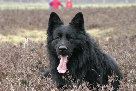 Duitse herder langhaar