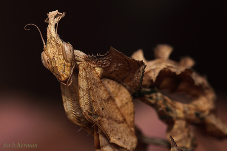 idolomantis diabolica