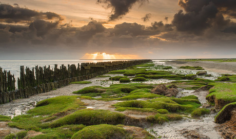 Het Friese Wad