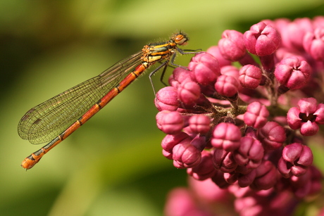 Libelle op de sering