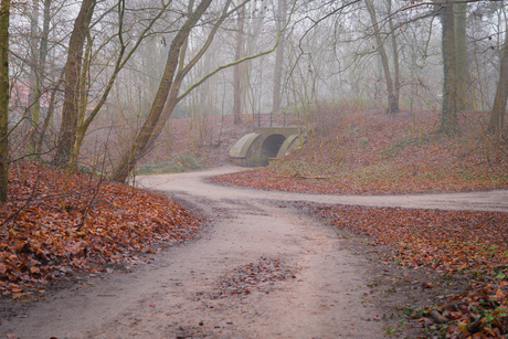 Misty morning