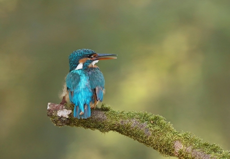 ijsvogel