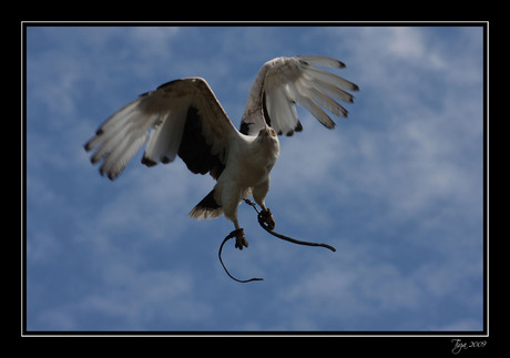 In volle vlucht