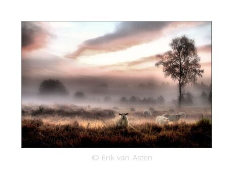 schaap in romantische sferen