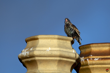 de schreeuw van de Spreeuw!