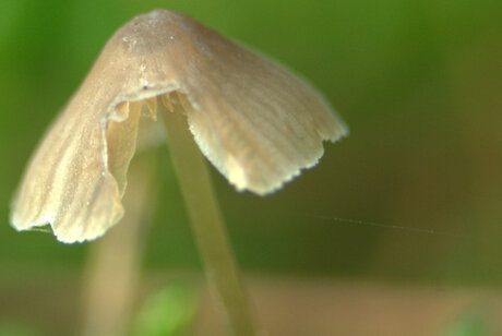 Aangevreten paddenstoel