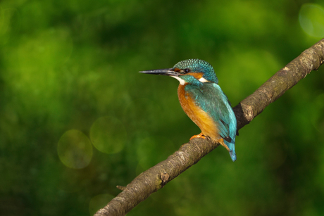 Ijsvogel (Zandhove - Zwolle Zuid)