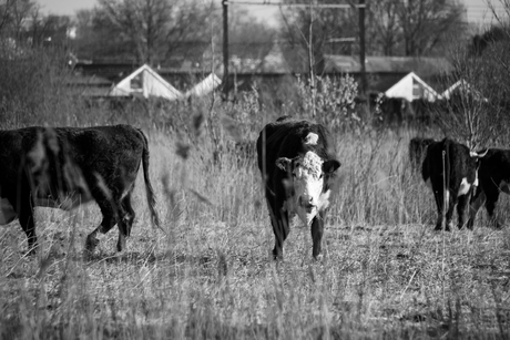 Cow, I see you 