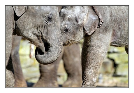De jongste telg van de olifantenfamilie: Mong Tine